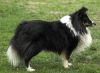 Choco Benji von der Sheltiebande ( Benji ) 22.04.11 -7